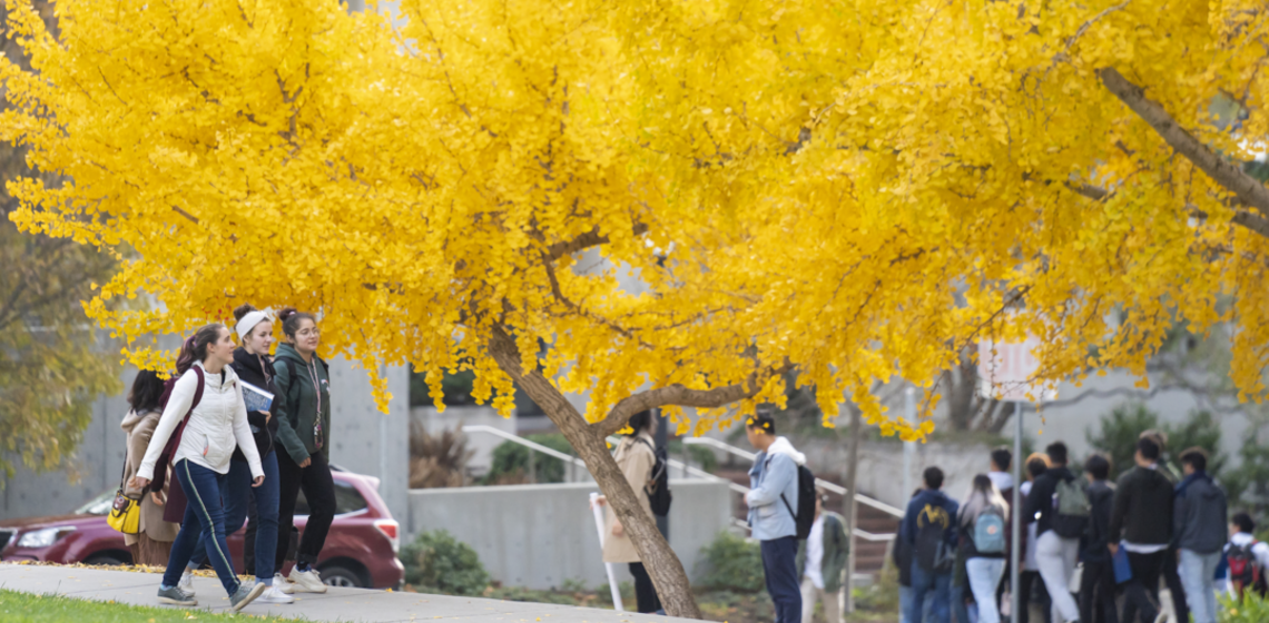 Students walk in front of a tree with bright yellow leaves